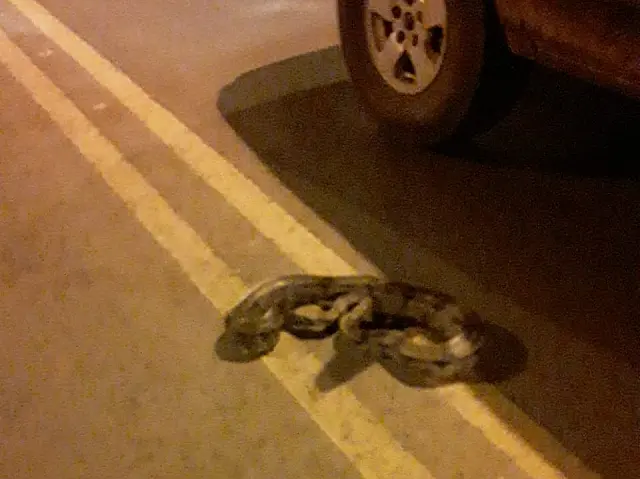 Jibóia invade pista e é salva por motorista em Anastácio