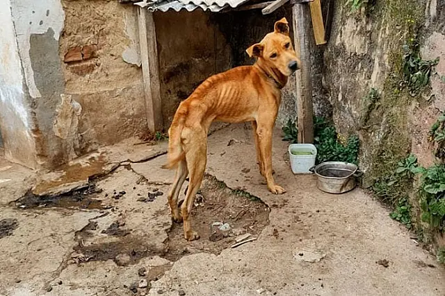 Mulher é autuada por deixar cachorros morrerem de desnutrição