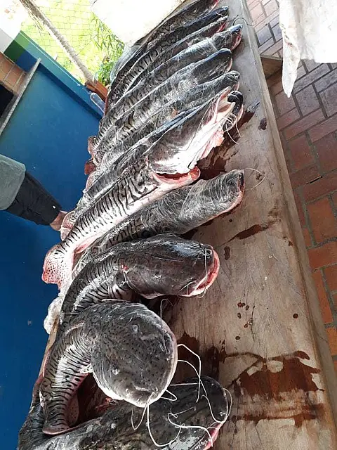 PMA prende três turistas catarinenses com 80 kg de pescado ilegal