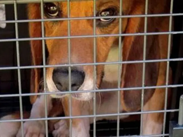 Alckmin sanciona lei que veta uso de animais pela indústria cosmética