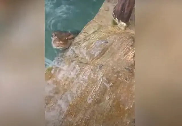 Sucuri aparece no Balneário de Bonito e passa próximo aos banhistas