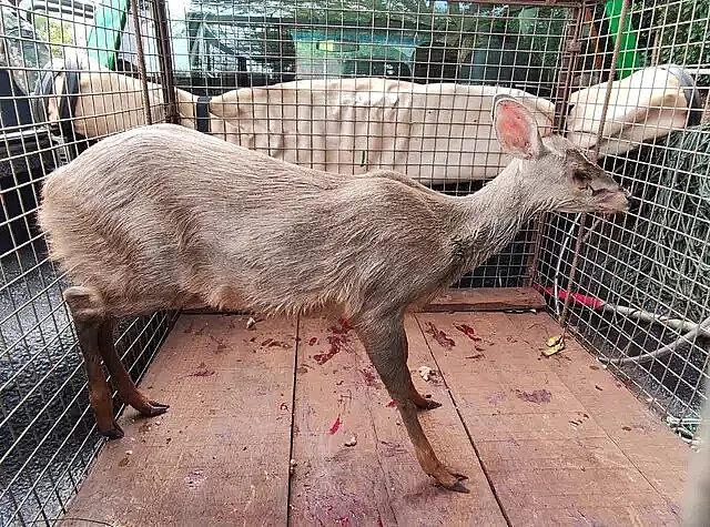 Veado-catingueiro ferido é resgatado após invadir residência