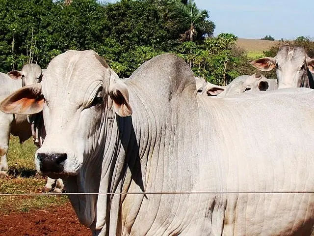 Preço do bezerro em MS sobe 25% em um ano com mercado do boi gordo valorizado