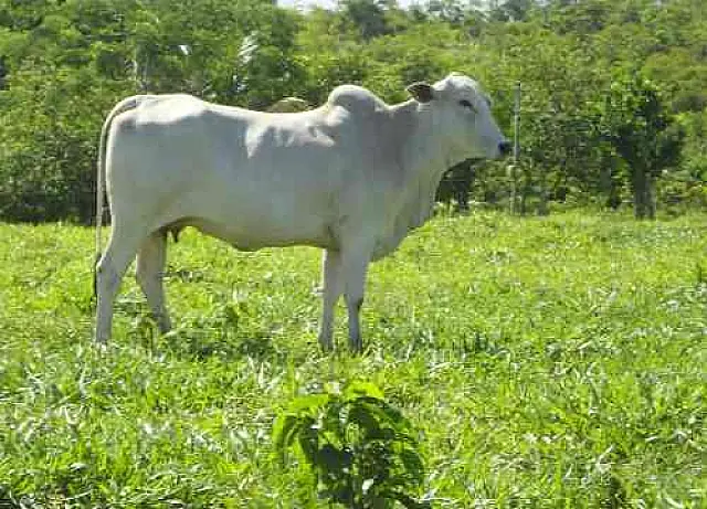 Novilha é furtada em fazenda de Anastácio
