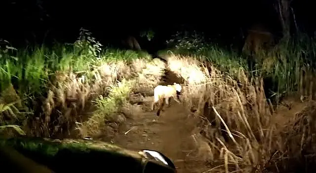 PMA solta, em zona de mata, onça-parda capturada em centro urbano