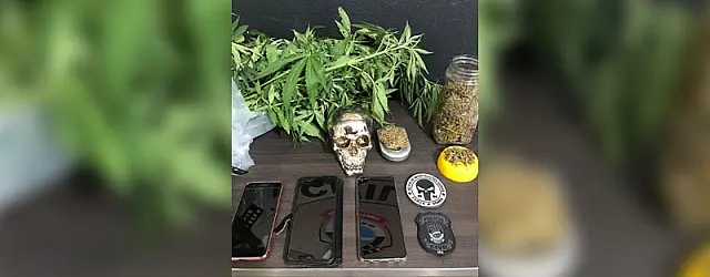 Entre cheiro verde e alface, polícia descobre plantação de maconha em Anastácio