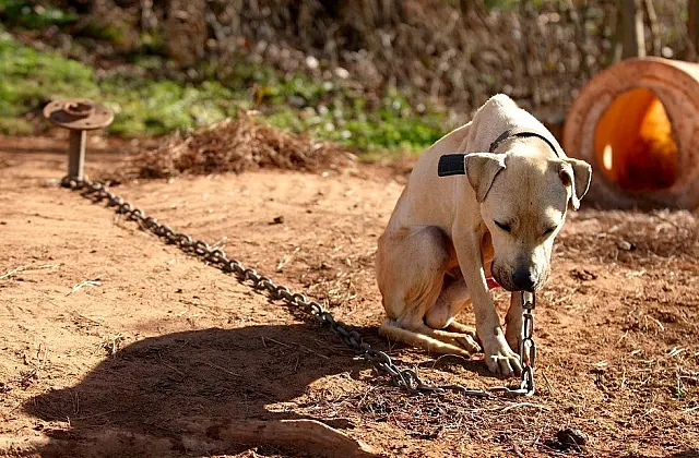 Jovem responde por deixar cão acorrentado, sem comida e sem água em Anastácio