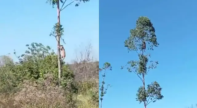 Onça-parda sobe em árvore e surpreende em fazenda de Ribas do Rio Pardo