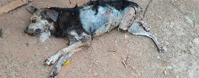 Vendedor de Aquidauana abandona cão doente, deixa animal morrer e acaba multado