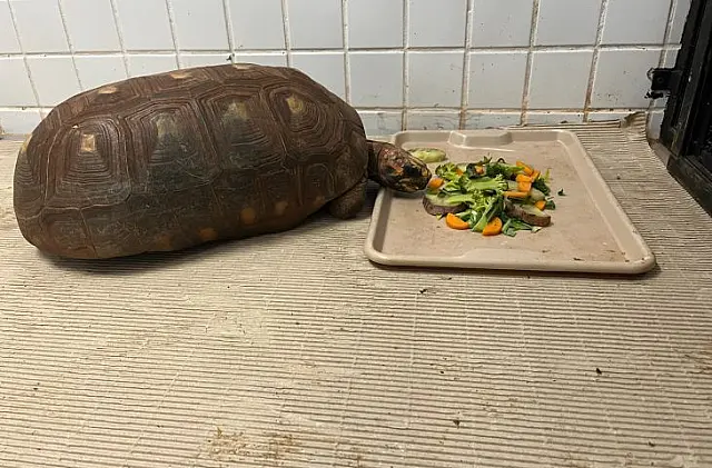 Bioparque Pantanal explica cuidados com animais em dias frios