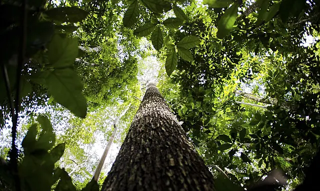 Plano contra desmatamento na Amazônia recebe sugestões até dia 26