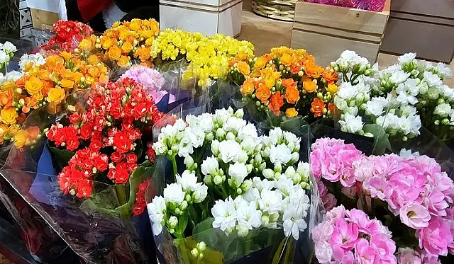 Finados: Procon-MS encontra diferenças de preços de flores de até 194,12%