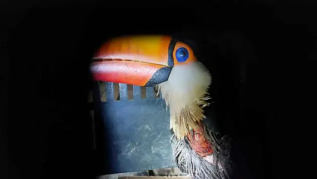 PMA resgata tucano ferido com linha de cerol em MS