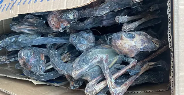 Receita apreende 150 fetos de lhama mumificados em ônibus de viagem em Corumbá