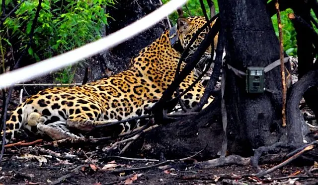 Sete meses após ser solta, onça símbolo do Pantanal está caçando e já anda 8 km por noite