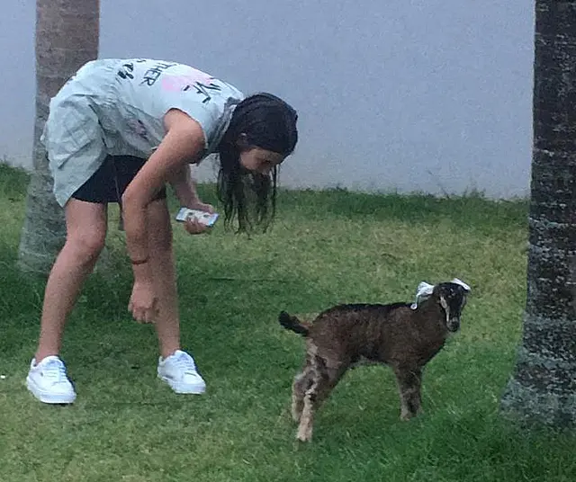 Adolescente pede unicórnio de Natal e ganha cabrito