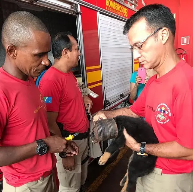 Filhote de cachorro prende cabeça em lata de alumínio e dona procura Bombeiros