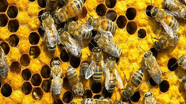 Mato Grosso do Sul registra 1° caso de Cria Pútrida Europeia, doença que afeta abelhas-europeias