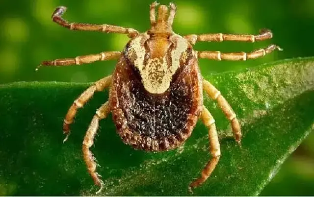 Mato Grosso do Sul tem cinco casos suspeitos de febre maculosa