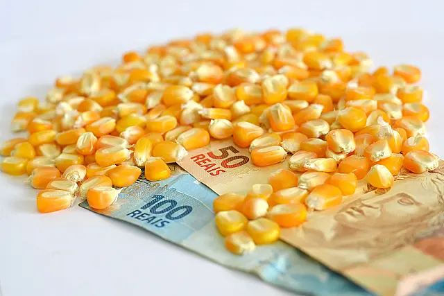 Preço do milho sobe 12,84% em Mato Grosso do Sul, aponta Famasul