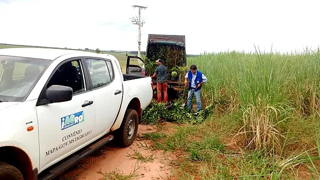 Comércio ambulante de mudas passa a ser proibido em Mato Grosso do Sul