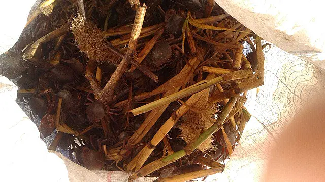 PMA autua pescador por captura e transporte ilegal de 4 mil iscas vivas de caranguejos