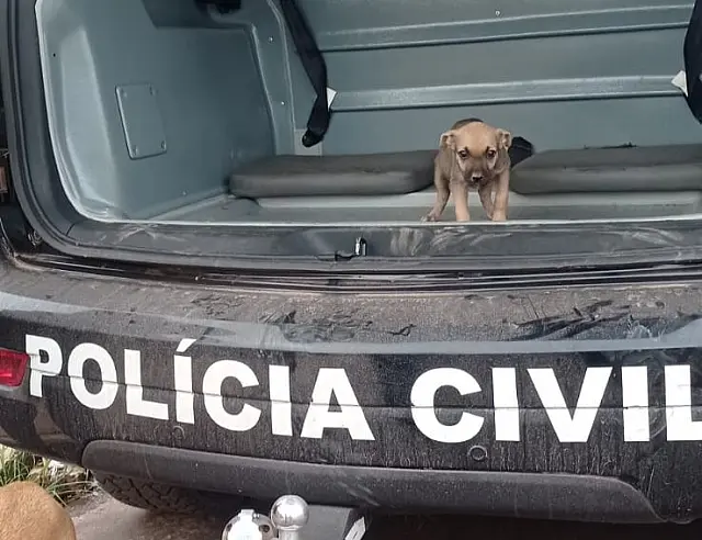 Seis animais em situações de maus-tratos são resgatados pela PC