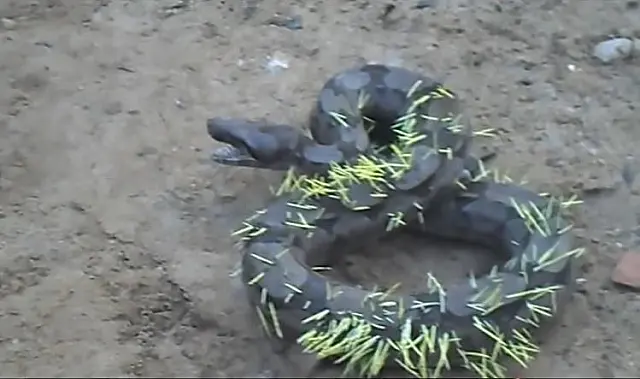 VÍDEO: Jiboia agoniza após tentar comer porco-espinho