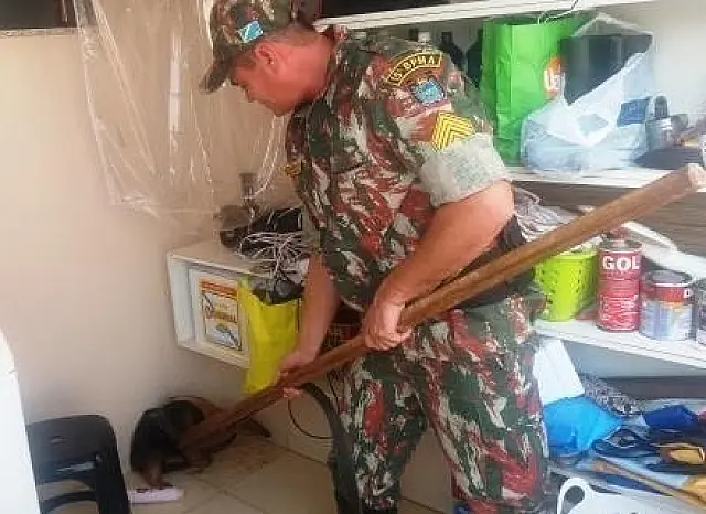 Polícia resgata tamanduá-mirim dentro de residência na Capital