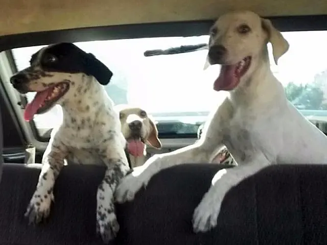 Cães Pintadinho e Toro estão desaparecidos desde quinta-feira em Anastácio