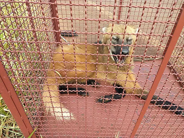 PMA socorre lobo-guará ferido à margem de rodovia depois de ser atropelado