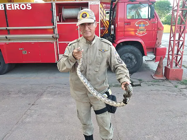 Jiboia é capturada em residência no Maria Leite