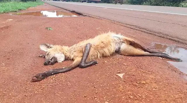 Lobo-guará é encontrado morto às margens da BR-262