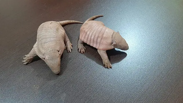 Perdidos da mãe, tatus ameaçados de extinção são recolhidos na BR-419