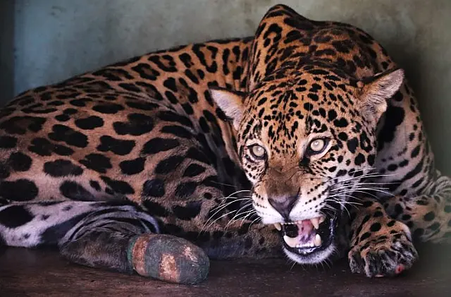 Onça-pintada Miranda é símbolo de resistência na volta para o habitat