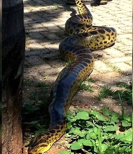 Sucuri de três metros é encontrada “passeando” em calçada