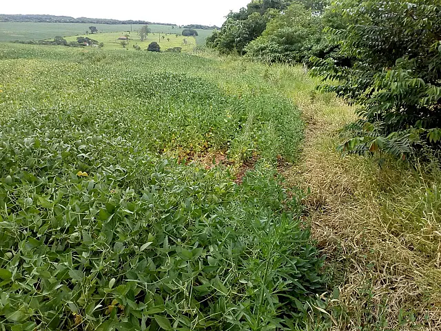 PMA autua pecuarista em R$ 4 mil por desmatamento de vegetação nativa