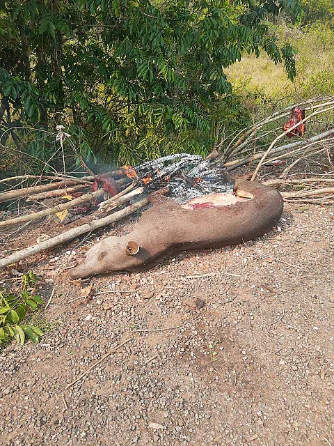Faminto, andarilho tenta fazer churrasco com anta atropelada em Anastácio