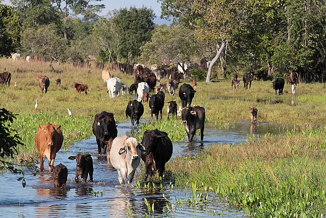 Governo e produtores apostam em sustentabilidade para fortalecer pecuária e preservar Pantanal