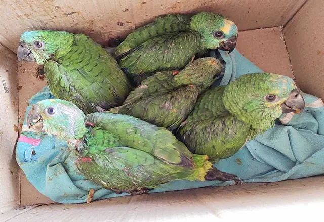 Homem é multado em R$ 25 mil por manter filhotes de papagaio em cativeiro