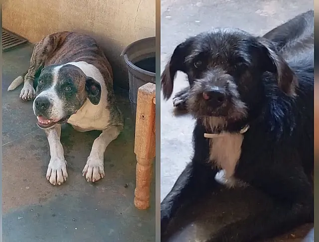 Cães recolhidos há duas semanas aguardam tutores no CCZ de Anastácio