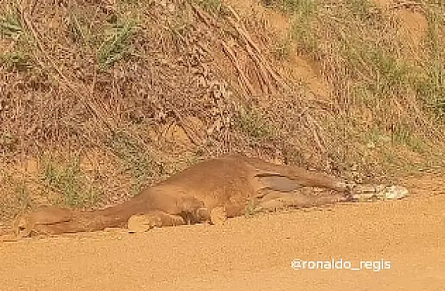 Cavalo morto é encontrado às margens de estrada em Aquidauana