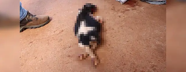 Homem que matou cão de ex é autuado em R$ 3 mil e responderá por maus-tratos a animais