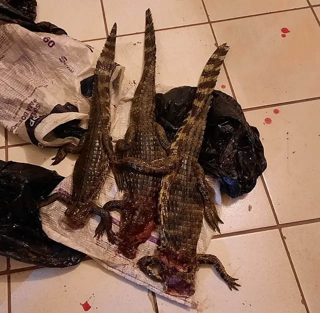 Infratores são detidos com carcaças de filhotes de jacaré