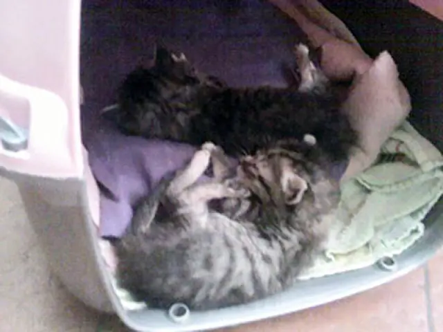 Abandono de gatos dá multa de R$ 3 mil