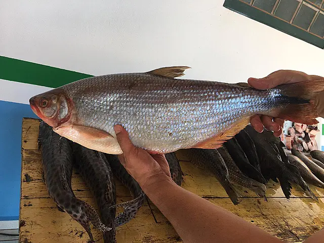 PMA prende infrator com 72 kg de pescado capturado em piracema