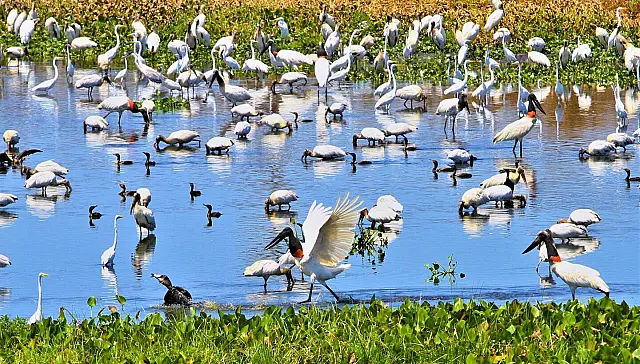 Governo de MS mobiliza secretarias e vai contribuir com a COP15