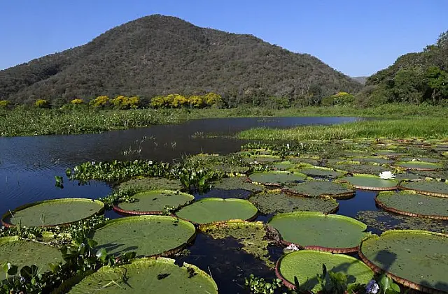 Pantanal é destaque em campanha global com a National Geographic
