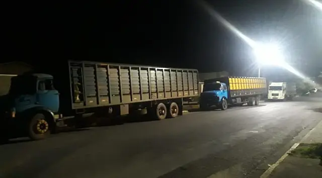 PMA apreende 3 caminhões que transportavam 67 cabeças de gado sem documentação
