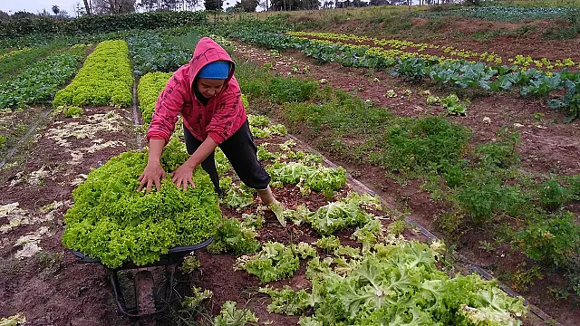Em MS, cerca de 50% de recursos do Pronaf já foram utilizados pelos agricultores familiares